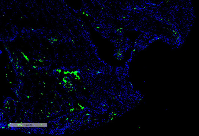 Citrulline Antibody in Immunohistochemistry (IHC)