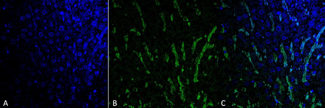 Citrulline Antibody in Immunohistochemistry (Paraffin) (IHC (P))