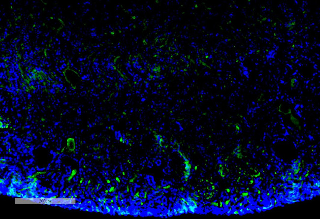 Malondialdehyde Antibody in Immunohistochemistry (IHC)