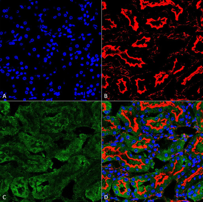 Sulfotyrosine Antibody in Immunohistochemistry (Paraffin) (IHC (P))