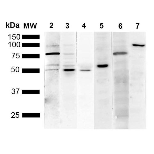 KDEL Antibody in Western Blot (WB)