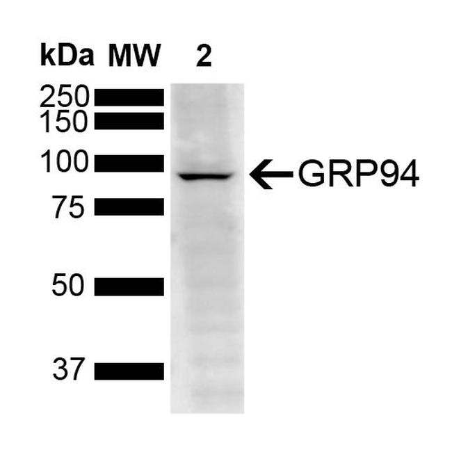 GRP94 Antibody in Western Blot (WB)