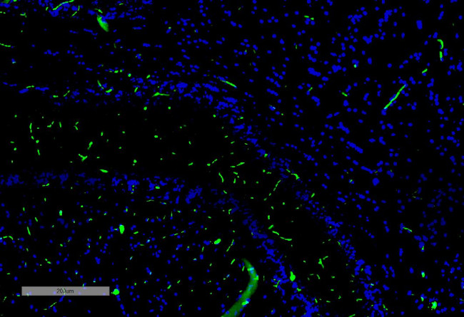 c-Fos Antibody in Immunohistochemistry (IHC)