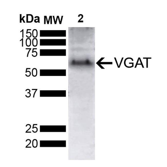 VGAT Antibody in Western Blot (WB)