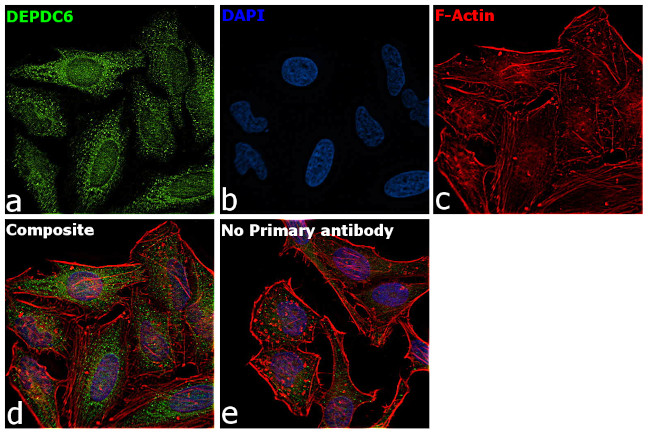 DEPDC6 Antibody in Immunocytochemistry (ICC/IF)