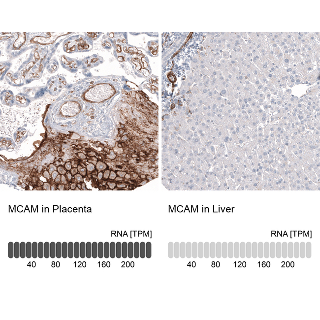CD146 Antibody in Immunohistochemistry (Paraffin) (IHC (P))