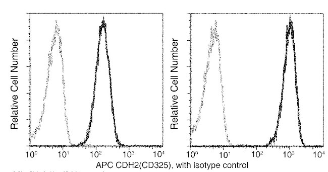 N-cadherin Recombinant Monoclonal Antibody (020), APC (MA5-46718)