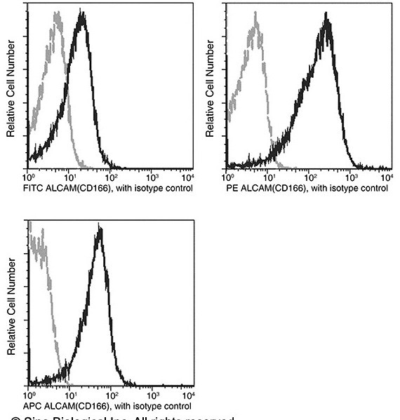 CD166 Antibody in Flow Cytometry (Flow)