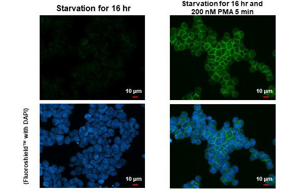 Phospho-PKC theta (Thr219) Antibody in Immunocytochemistry (ICC/IF)