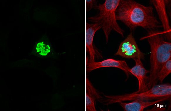 Phospho-Histone H3 (Ser10) Antibody in Immunocytochemistry (ICC/IF)