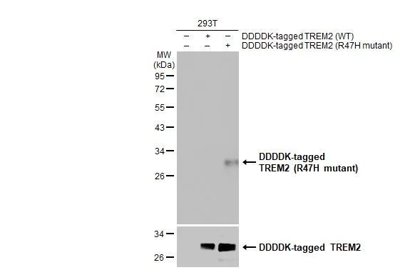 TREM2 (R47H Mutant) Antibody in Western Blot (WB)
