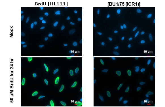 BrdU Antibody in Immunocytochemistry (ICC/IF)