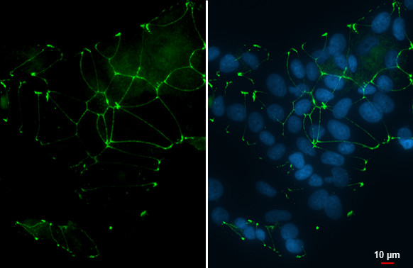 ZO-1 Antibody in Immunocytochemistry (ICC/IF)