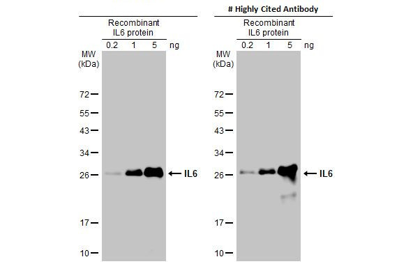 IL-6 Antibody in Western Blot (WB)