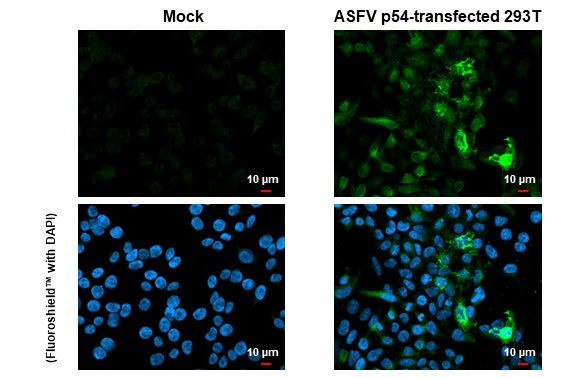 African Swine Fever Virus Structural Protein p54 Antibody in Immunocytochemistry (ICC/IF)
