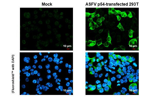 African Swine Fever Virus Structural Protein p54 Antibody in Immunocytochemistry (ICC/IF)