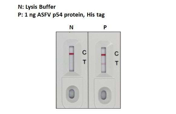 African Swine Fever Virus Structural Protein p54 Antibody in Lateral Flow (LF)