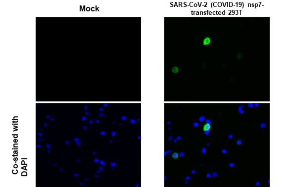 SARS-CoV-2 NSP7 Antibody in Immunocytochemistry (ICC/IF)