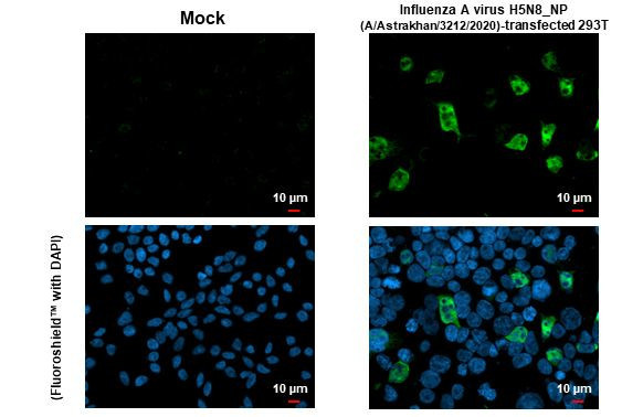 Influenza A H5N8 NP (A/Astrakhan/3212/2020) Antibody in Immunocytochemistry (ICC/IF)