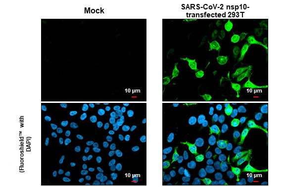 SARS-CoV-2 NSP10 Antibody in Immunocytochemistry (ICC/IF)