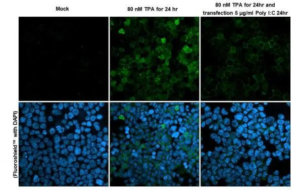 RGS1 Antibody in Immunocytochemistry (ICC/IF)