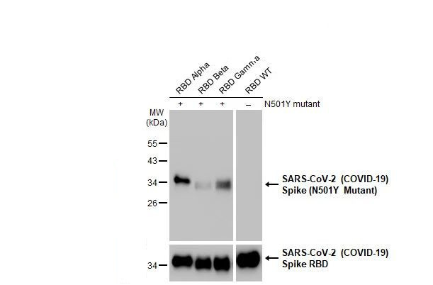 SARS-CoV-2 Spike (N501Y Mutant) Antibody in Western Blot (WB)