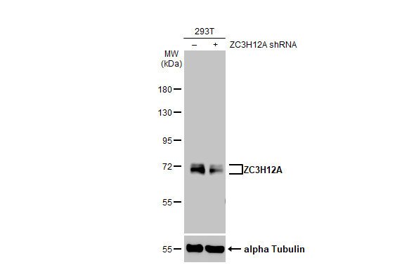 ZC3H12A Antibody in Western Blot (WB)