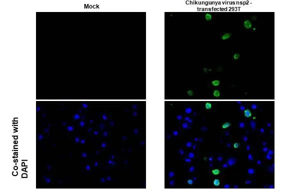 Chikungunya Virus NSP2 Antibody in Immunocytochemistry (ICC/IF)