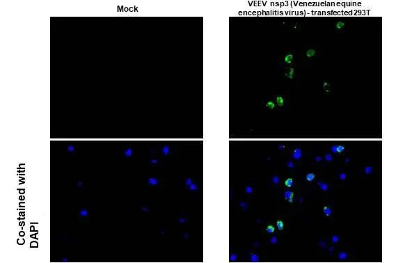 Venezuelan Equine Encephalitis Virus NSP3 Antibody in Immunocytochemistry (ICC/IF)