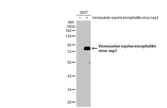 Venezuelan Equine Encephalitis Virus NSP3 Antibody in Western Blot (WB)