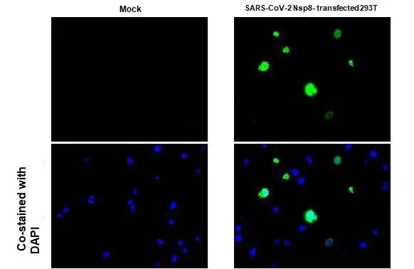 SARS-CoV-2 NSP8 Antibody in Immunocytochemistry (ICC/IF)