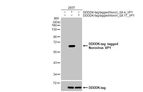 Norovirus VP1 Antibody in Western Blot (WB)