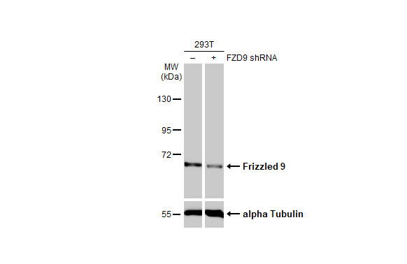 FZD9 Antibody in Western Blot (WB)