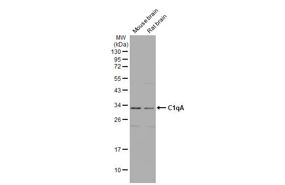 C1QA Antibody in Western Blot (WB)