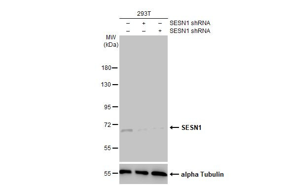 SESN1 Antibody in Western Blot (WB)