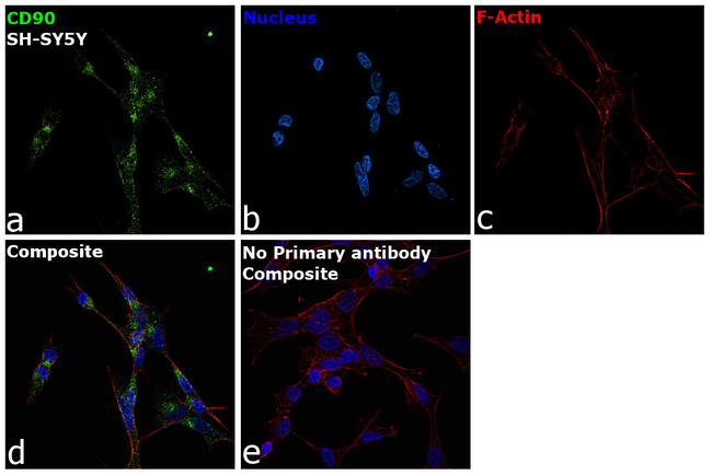 CD90 Antibody in Immunocytochemistry (ICC/IF)