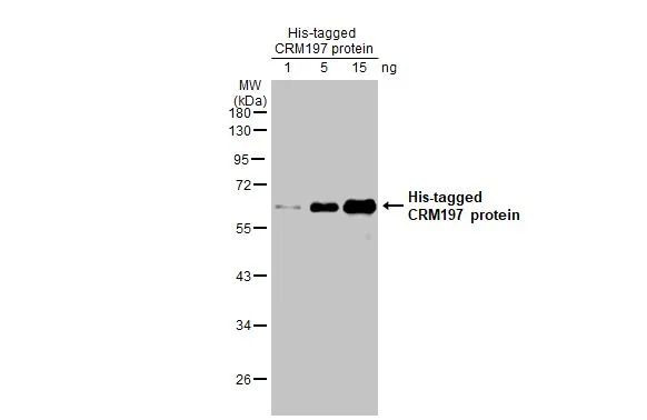 CRM197 Antibody in Western Blot (WB)