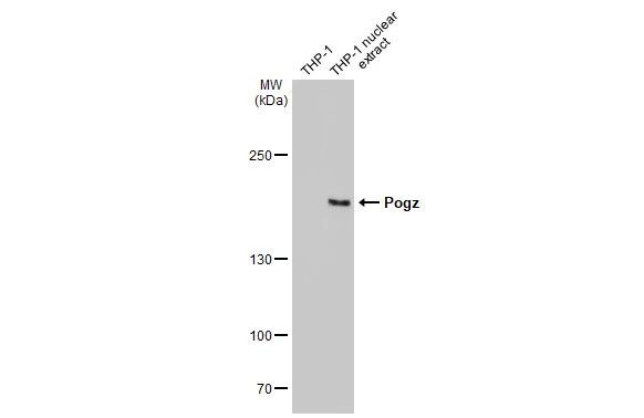 POGZ Antibody in Western Blot (WB)