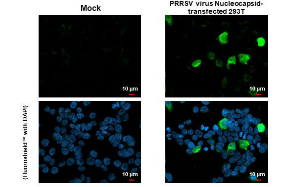 PRRS Virus Nucleocapsid Protein Antibody in Immunocytochemistry (ICC/IF)