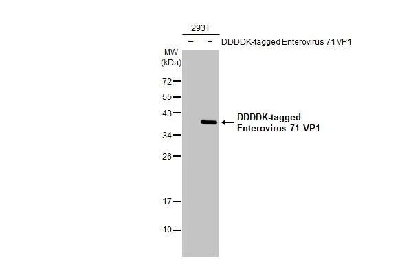 Enterovirus 71 VP1 Antibody in Western Blot (WB)