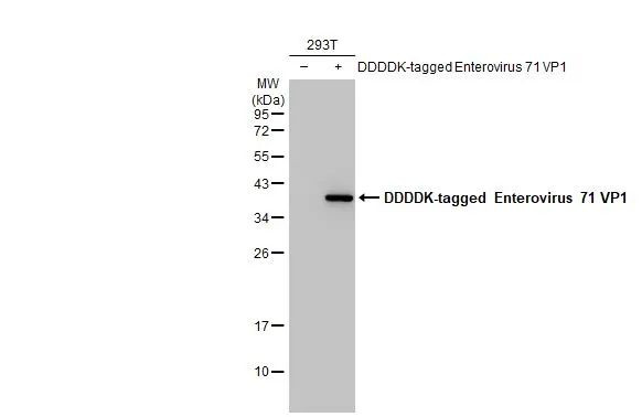 Enterovirus 71 VP1 Antibody in Western Blot (WB)