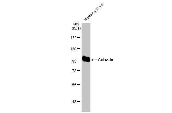 Gelsolin Antibody in Western Blot (WB)