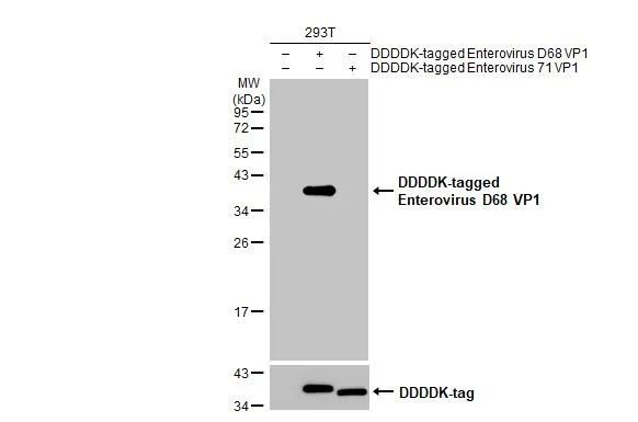 Enterovirus D68 VP1 Antibody in Western Blot (WB)
