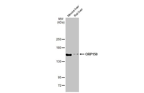 HYOU1 Antibody in Western Blot (WB)