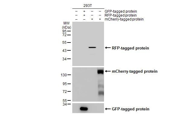 RFP Antibody in Western Blot (WB)