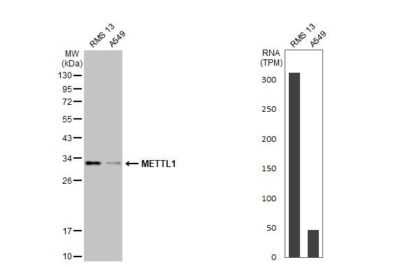 METTL1 Antibody in Western Blot (WB)