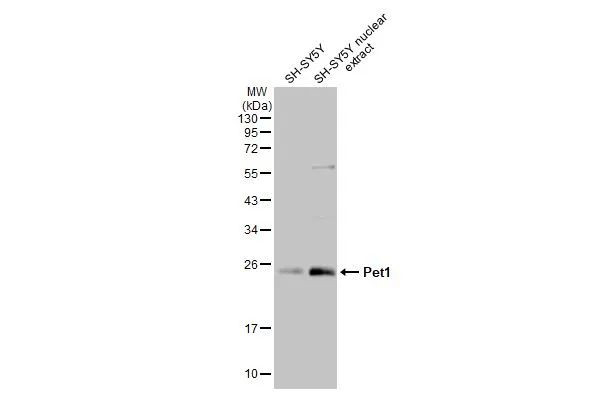 FEV Antibody in Western Blot (WB)