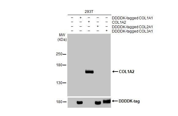 COL1A2 Antibody in Western Blot (WB)