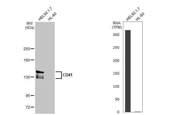 CD41 Antibody in Western Blot (WB)