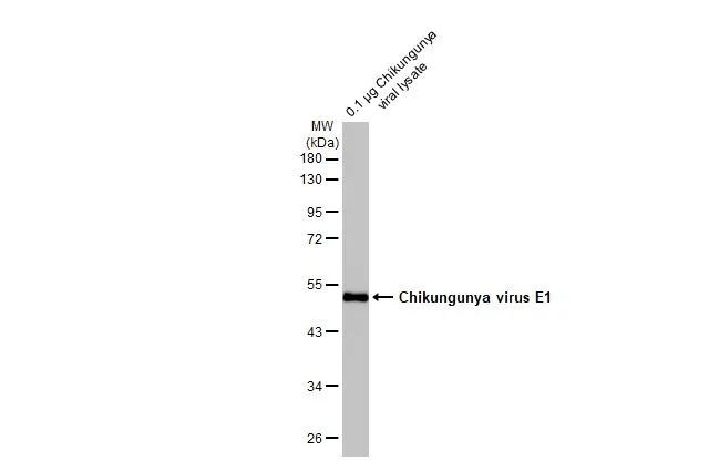 Chikungunya Virus E1 Antibody in Western Blot (WB)